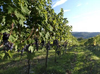 foto van Il Borghetto Country Inn and Winery 
