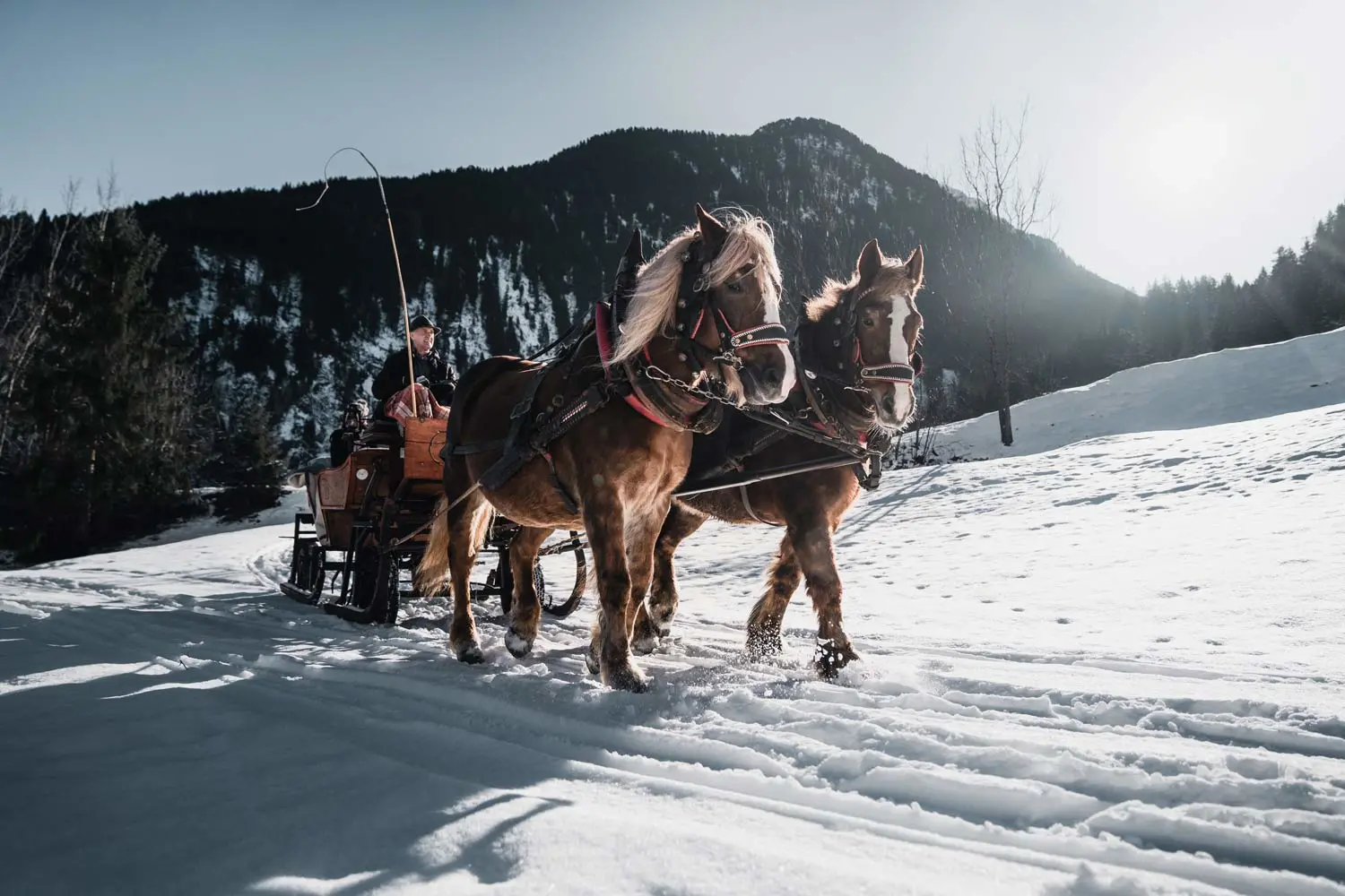 Pferdeschlittenfahrt im Zillertal