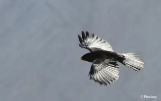 11 vogels die je in de Alpen kunt tegenkomen