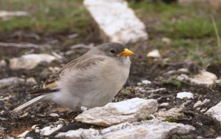 11 Vögel, die Wanderer in den Alpen sehen