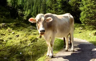 Warum tragen Kühe eine Glocke?