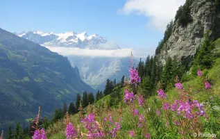 Alpenbloemen: deze bloemen zie je in de bergen