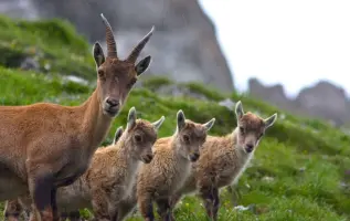 10 Tiere, die Wanderer in den Bergen sehen