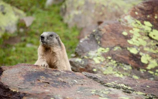 Wilde marmotten voeren, doen of niet? 