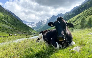 Bliksem doodt 16 koeien in de bergen