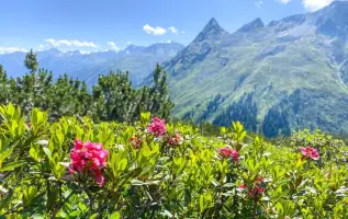 10 Blumen, die jeder Wanderer kennen sollte