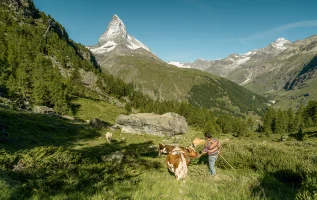 Die schönsten Wanderwege am berühmten Matterhorn