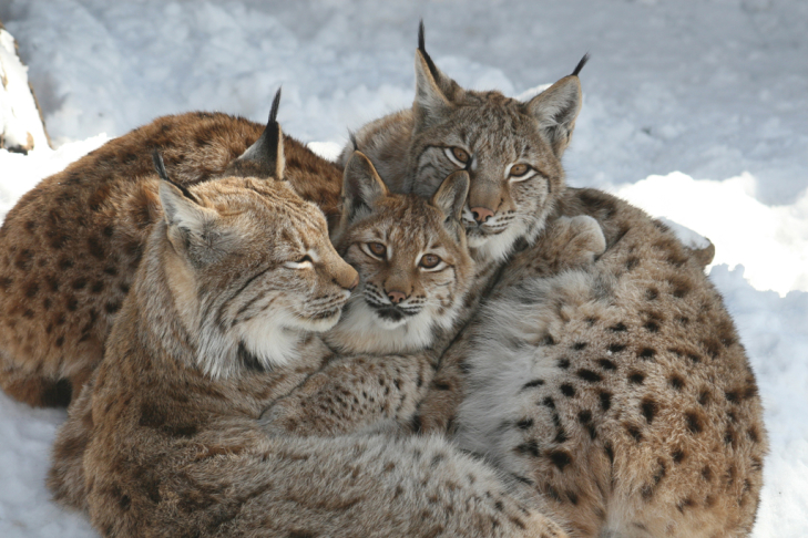 Lynxen in de Alpenzoo