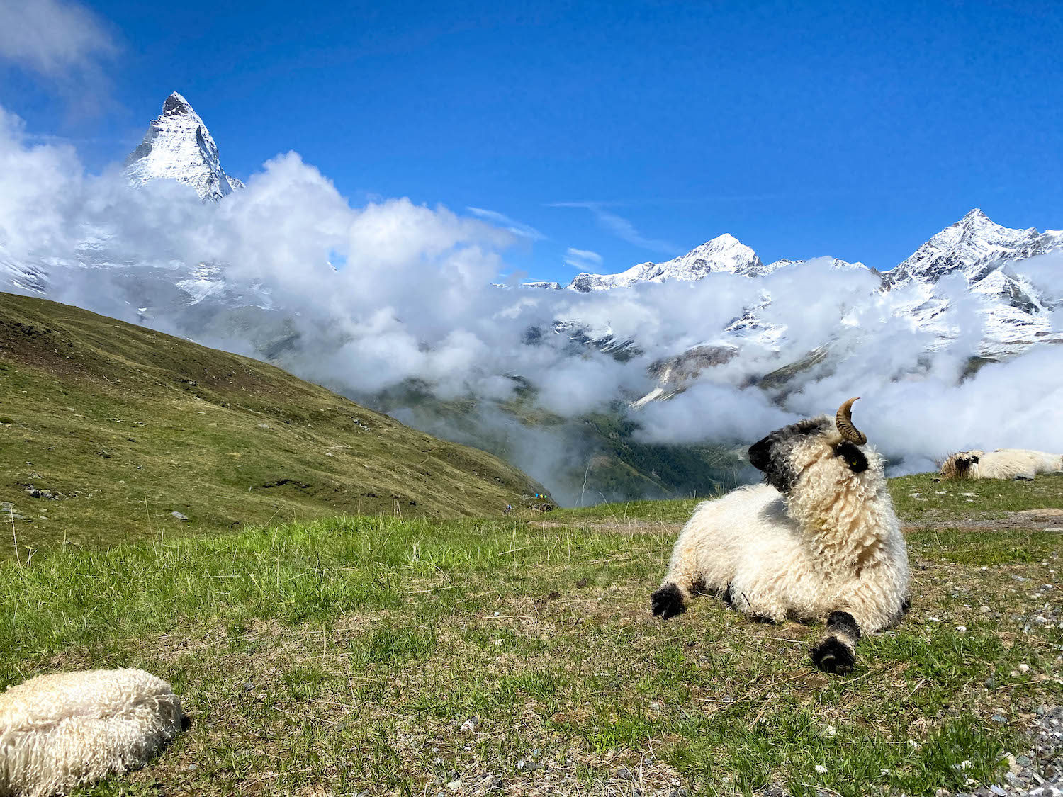 Schaf auf Alm vor dem Matterhorn