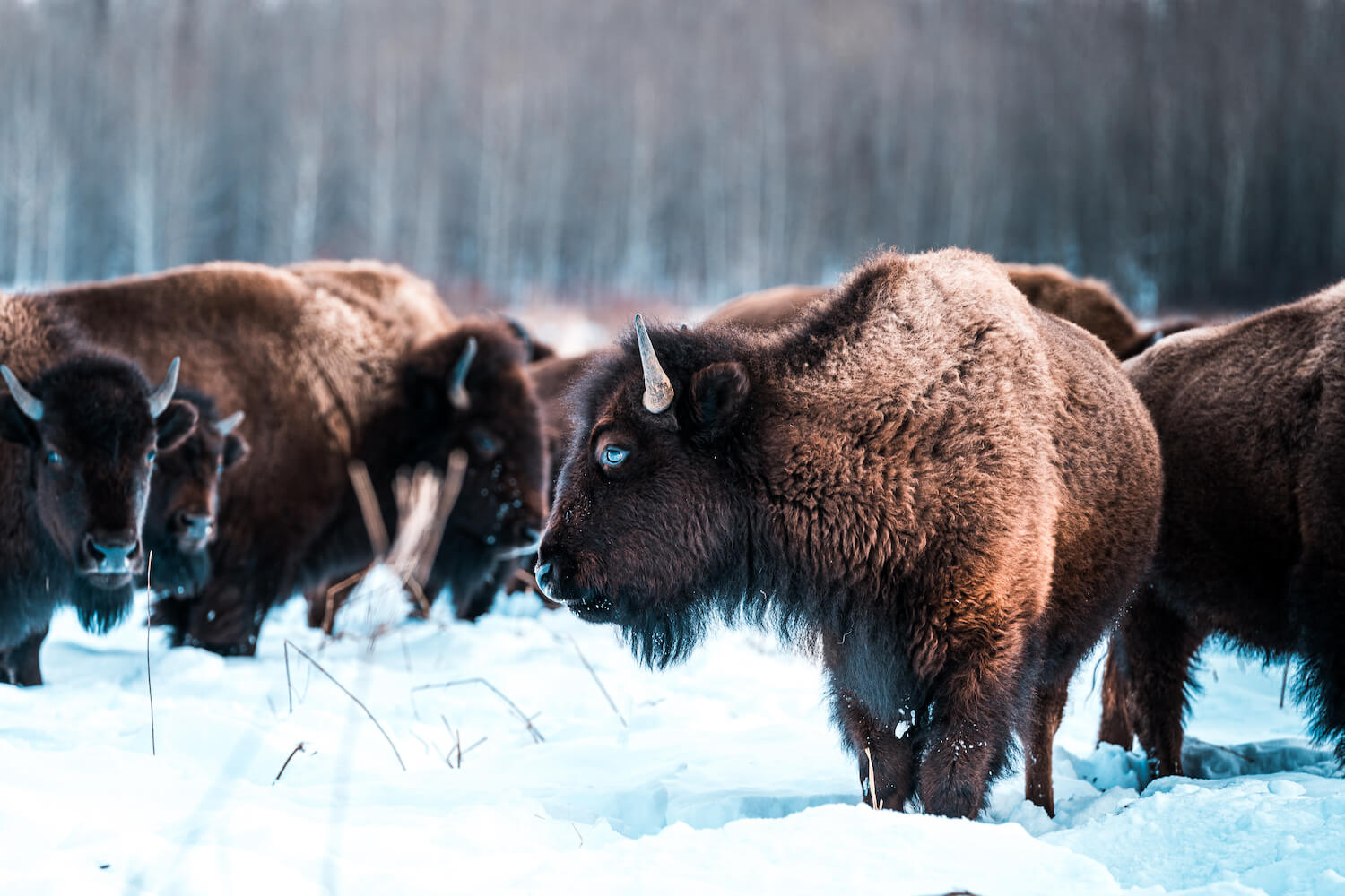 bizons spotten wintersport Canada