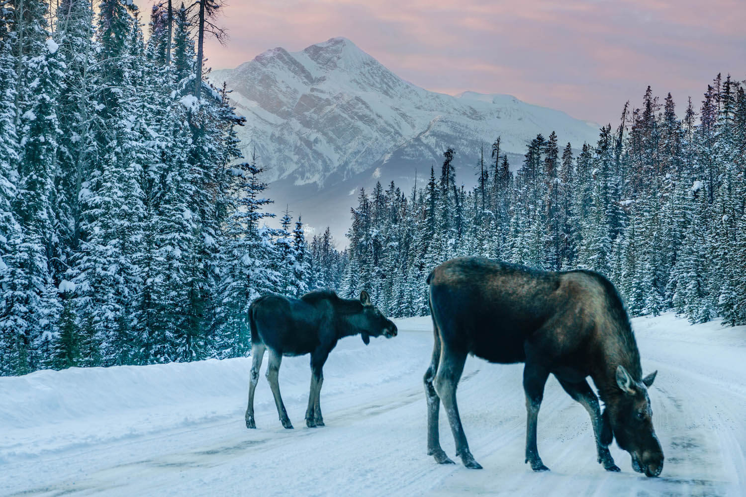 wilde dieren wintersport Canada