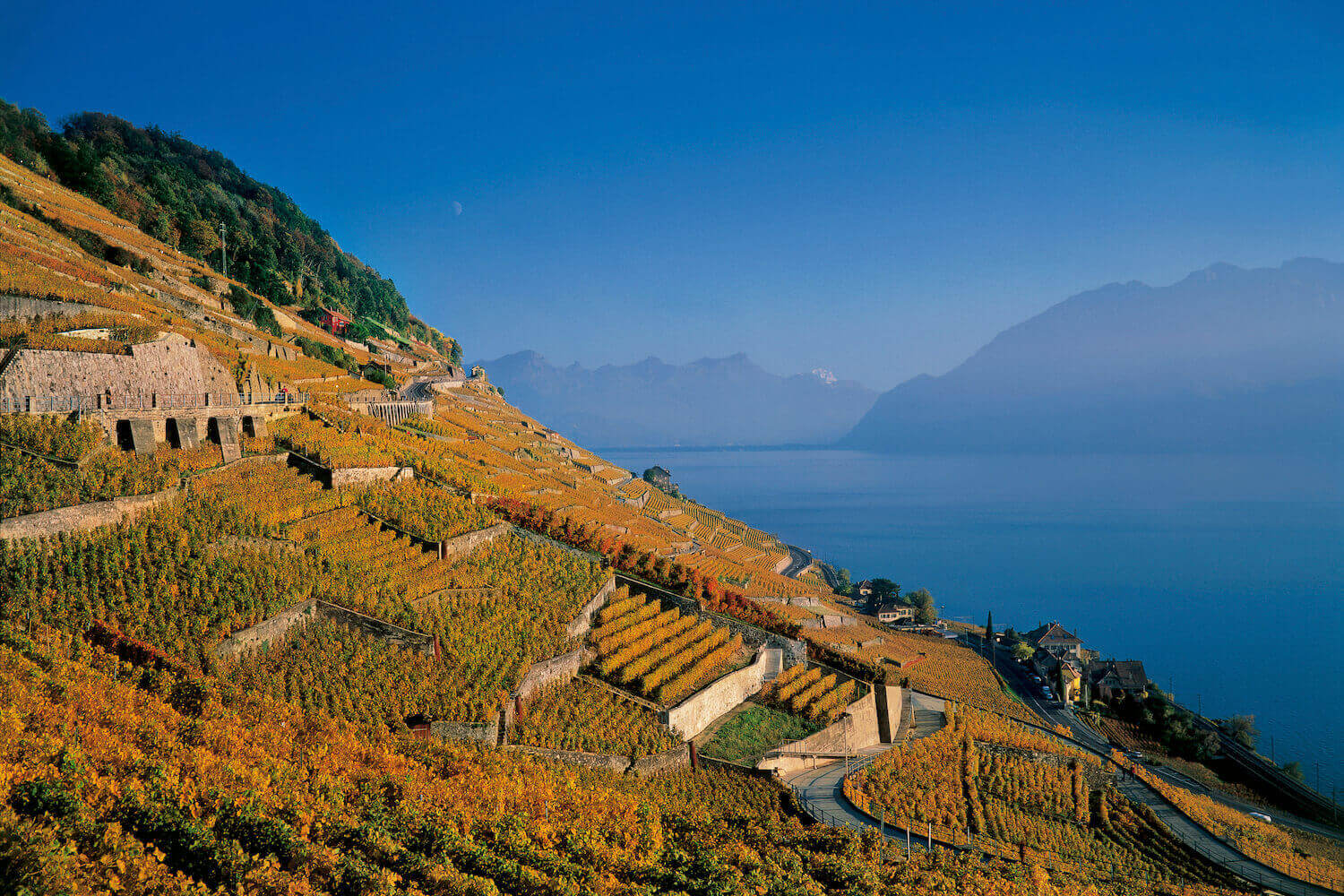 Wijngaarden Zwitserland