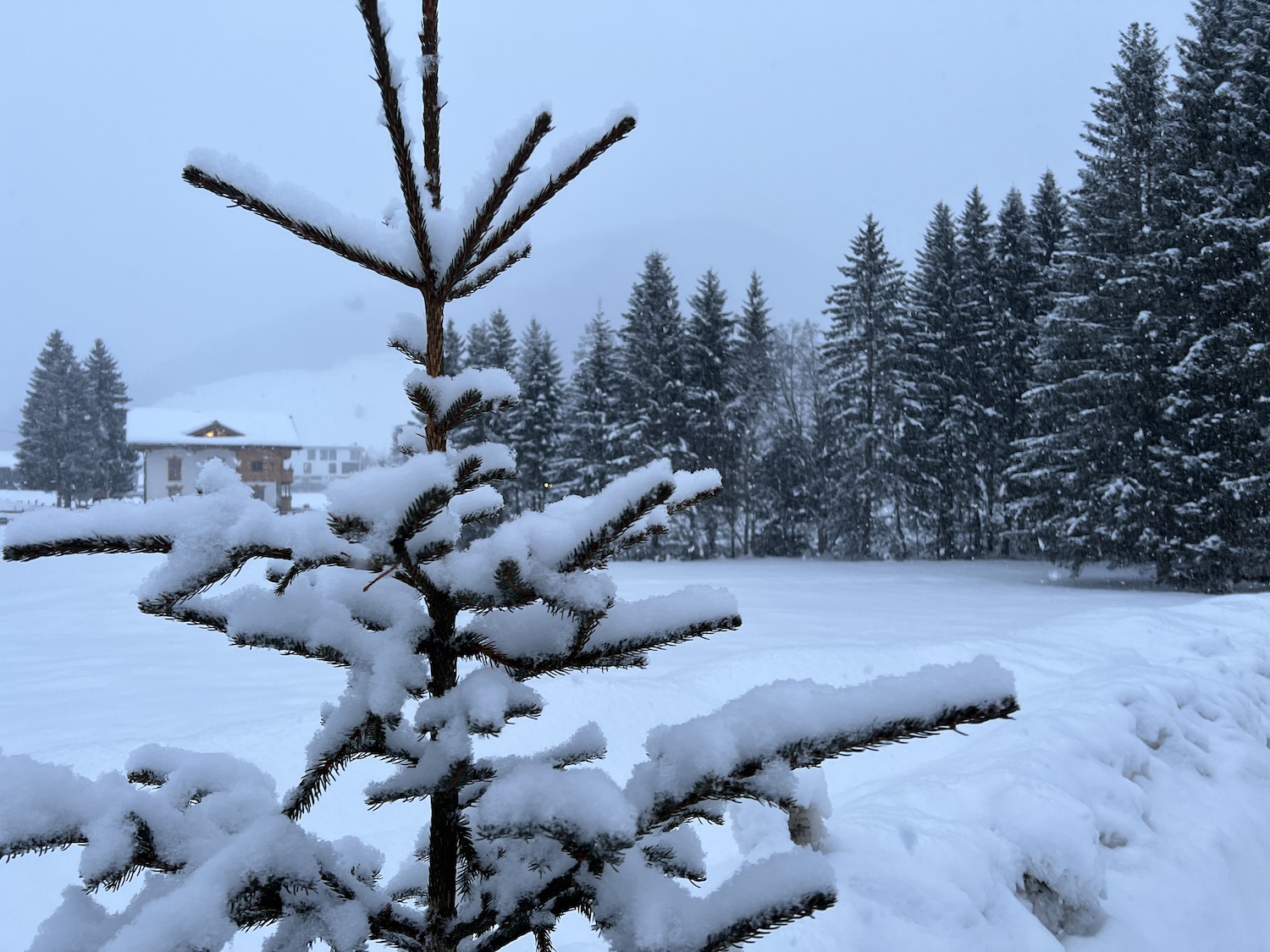 Baum mit Neuschnee in Österreich