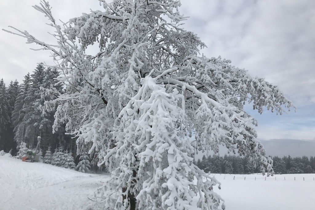 Baum mit Schnee Winterberg